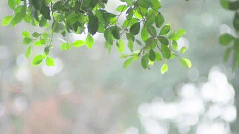 Spring Leaves Swaying Under Bright Sunshine 4K Stock Footage 341863540