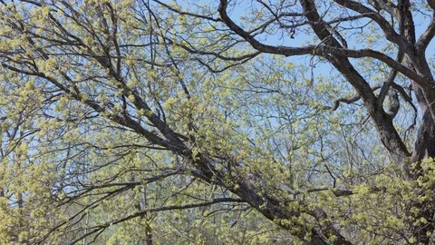 Spring Leaves Time Lapse 4k Tree Transformation Over Time Timelapse Vidéo 102104178