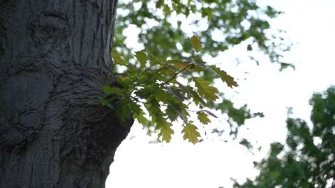 Spring leaves on a tree in golden hour light Vídeo Stock 195531741