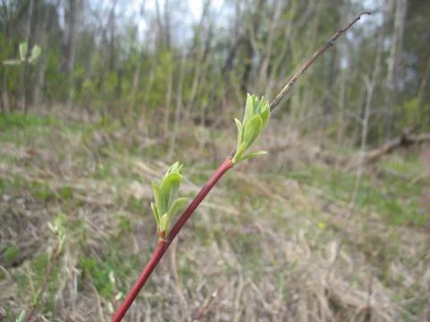 Spring leaves on tree Stock Photos