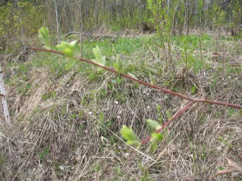 Spring leaves on tree Stock Photos