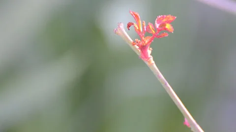 Spring leaves on the tree of red color Stock Footage 36539477