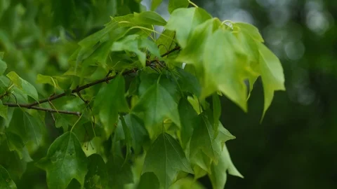 Spring leaves of Trident Maple swinging in spring light wind, 4K Stock Footage 107530965