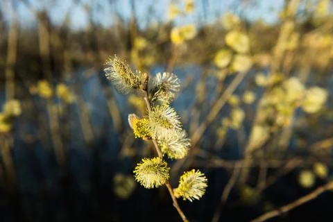 Spring leaves on a twig of apple tree. Stock Photos