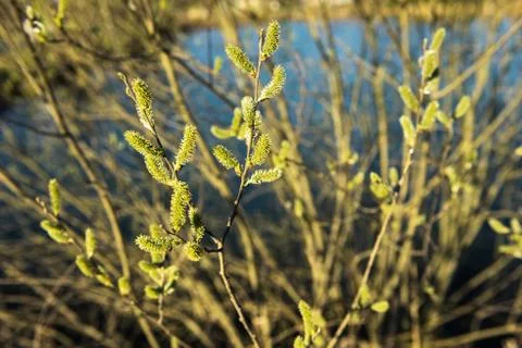 Spring leaves on a twig of apple tree. Stock Photos