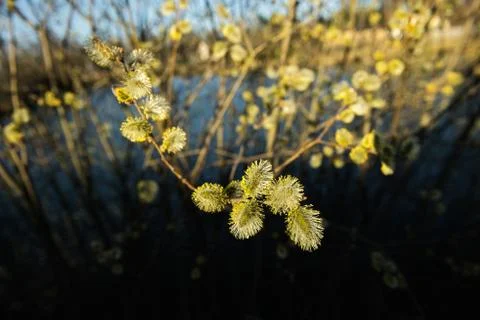 Spring leaves on a twig of apple tree. Stock Photos