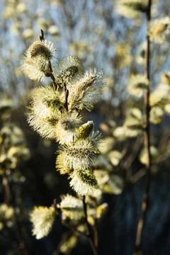 Spring leaves on a twig of apple tree. Stock Photos