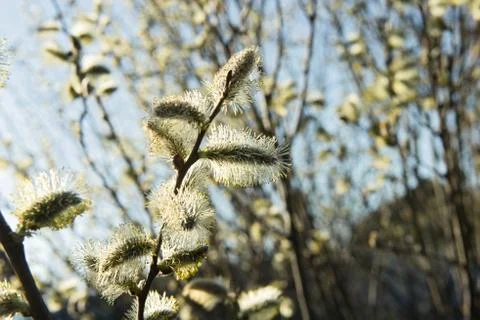 Spring leaves on a twig of apple tree. Stock Photos