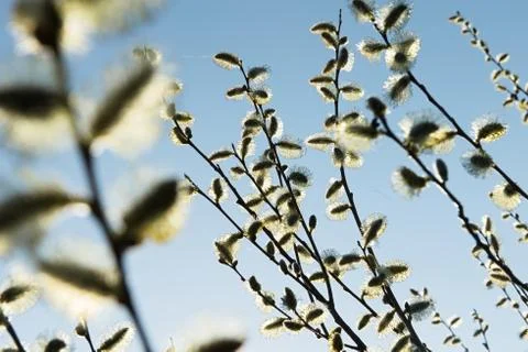 Spring leaves on a twig of apple tree. Stock Photos