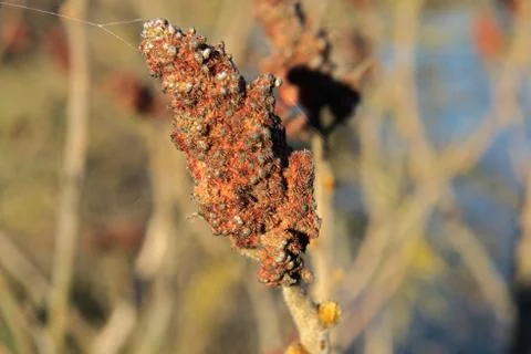 Spring leaves on a twig of apple tree. Stock Photos