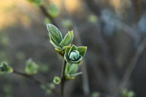 Spring leaves on a twig of apple tree. Stock Photos