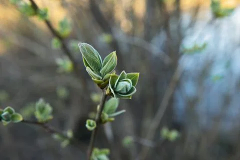 Spring leaves on a twig of apple tree. Stock Photos