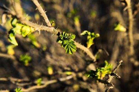 Spring leaves on a twig of apple tree. Stock Photos