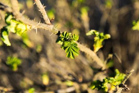 Spring leaves on a twig of apple tree. Stock Photos