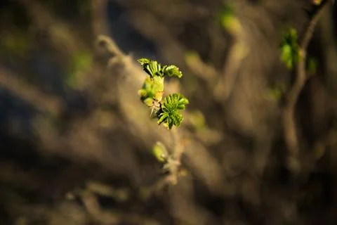 Spring leaves on a twig of apple tree. Stock Photos