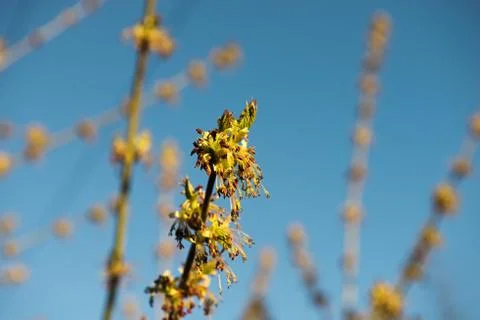 Spring leaves on a twig of apple tree. Stock Photos