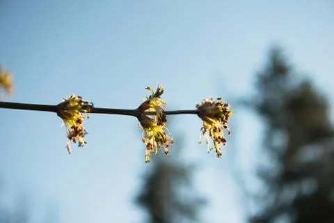 Spring leaves on a twig of apple tree. Stock Photos
