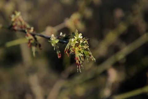 Spring leaves on a twig of apple tree. Stock Photos