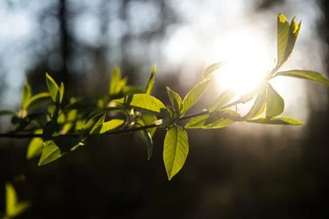 Spring leaves on a twig of apple tree. Stock Photos