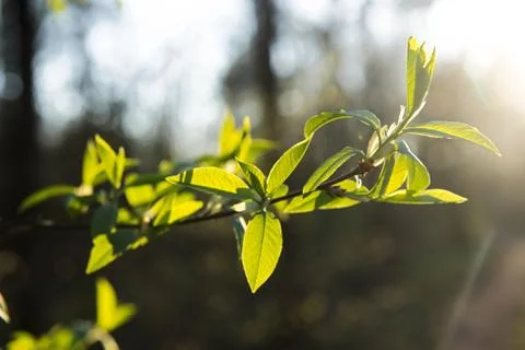 Spring leaves on a twig of apple tree. Stock Photos