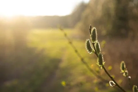 Spring leaves on a twig of apple tree. Stock Photos