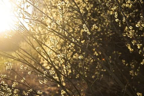 Spring leaves on a twig of apple tree. Stock Photos