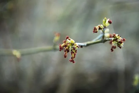 Spring leaves on a twig of apple tree. Stock Photos