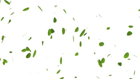 Spring Leaves On White Background Stock Footage 122995899