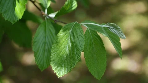 Spring leaves of Whitebeam tree Sorbus Aria slightly moving in breeze, 4K 스톡 동영상 107002029
