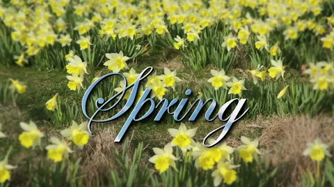 Spring Lettering over Wide Shot of Daffodils Stock Footage 48677378