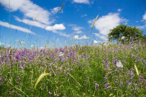 Spring life Stock Photos