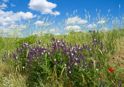 Spring life Stock Photos