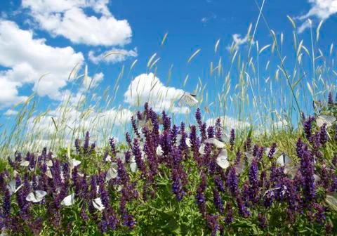 Spring life Stock Photos