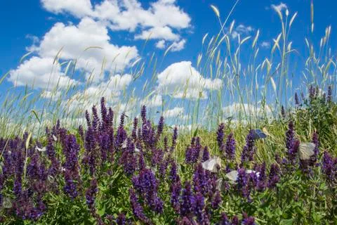 Spring life Stock Photos