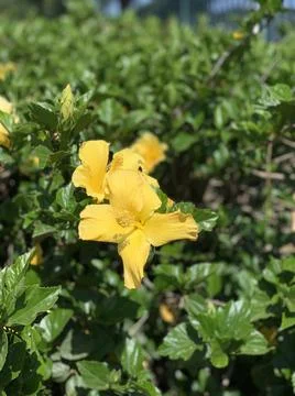 Spring Life Stock Photos