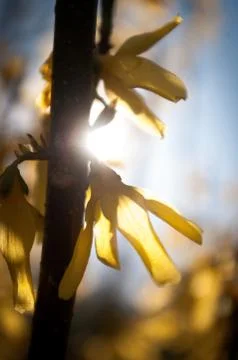 Spring Light in Chrub Stock Photos