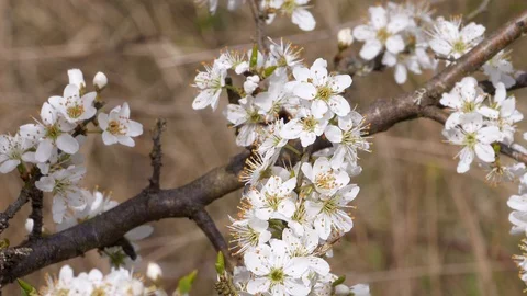 Spring light white blossom being in flower insect nectar close up Stock Footage 88521335
