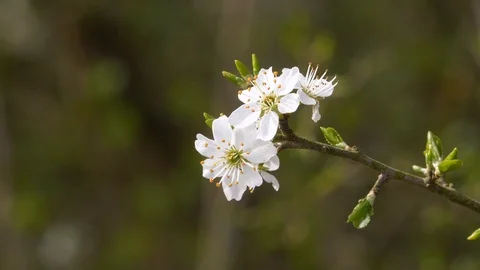 Spring light white blossom being in flower close up Stock Footage 88521407