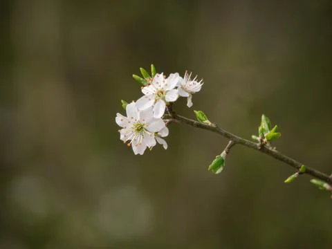 Spring light white blossom being in flower close up Stock Photos