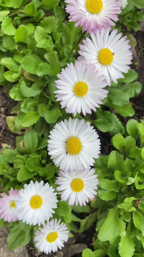 Spring lightness and tenderness of white flowers. Stock Footage 239020028