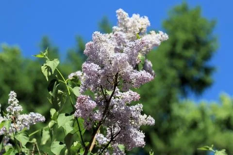 Spring lilac on the background of trees and sky Stock Photos