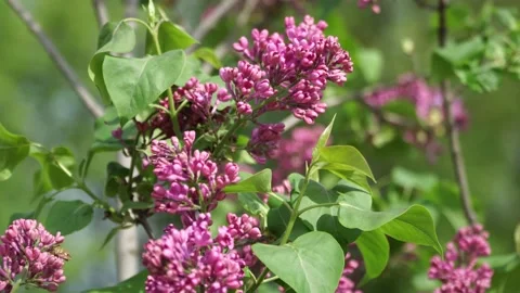 Spring lilac blossoms in the park Vídeos de archivo 131642170