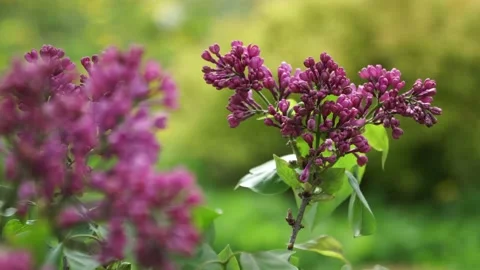 Spring lilac blossoms in the park Vídeos de archivo 131642371