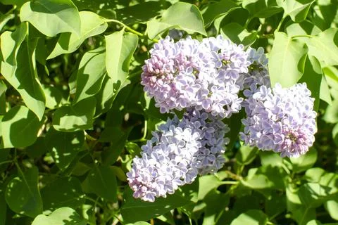 Spring lilac branches blooming in the sky Stock Photos