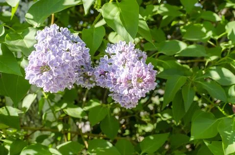 Spring lilac branches blooming in the sky Stock Photos