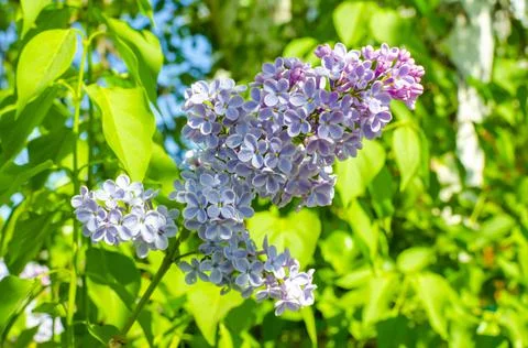 Spring lilac branches blooming in the sky Stock Photos