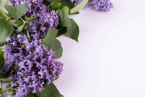 Spring lilac branches lie on a table Stock Photos