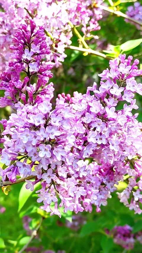 Spring lilac bush in bloom close up vertical video Stock-Footage 154351945