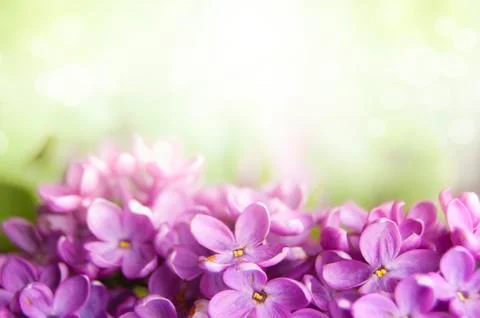 Spring lilac flower background Stock Photos