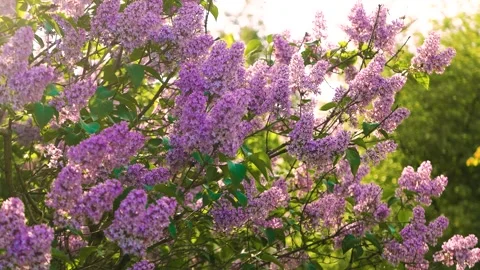 Spring lilac flowers Stock Footage 244217000